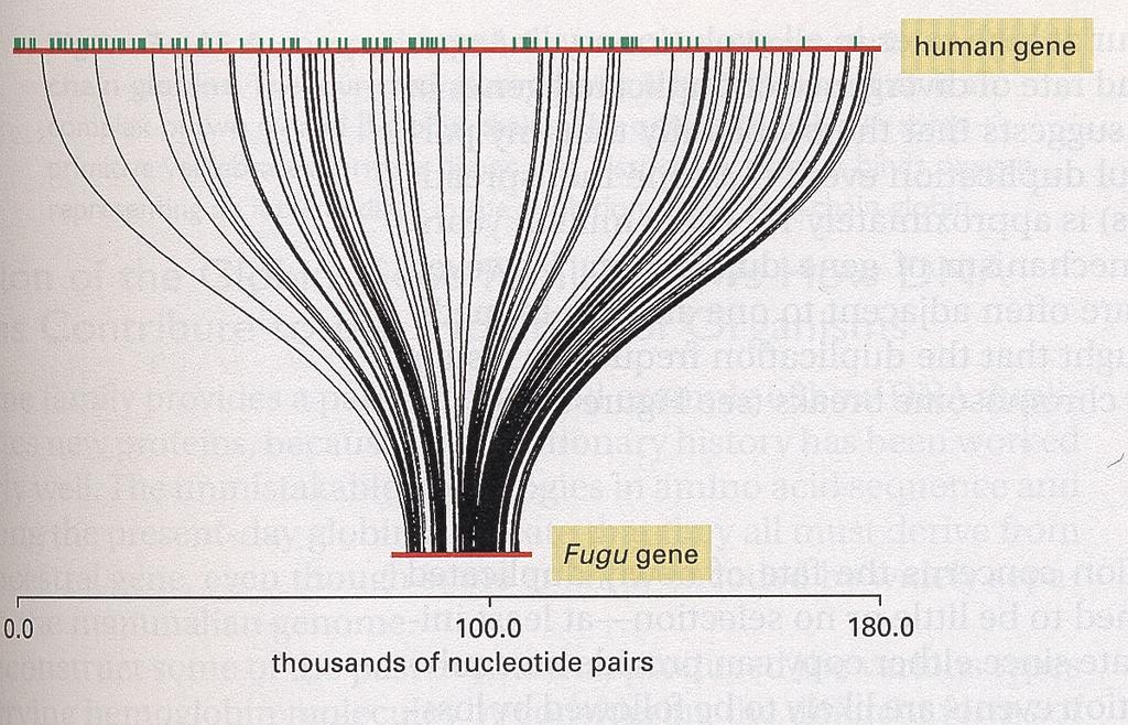 Decipher history of lineages Genome size changes Compaction Large scale deletions - Fugu Intron loss Expansion Baxendale et al, Nature Genet, 1995