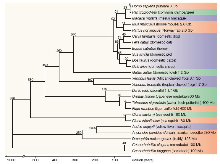 Metazoan evolutionary tree