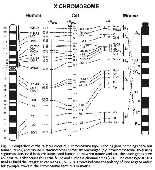 Human, cat and mouse X chromosome