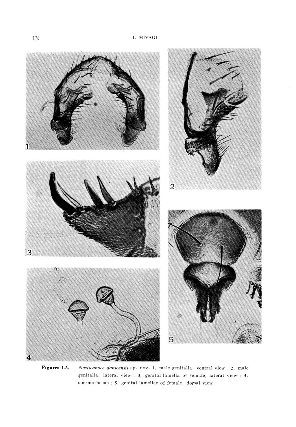 MIYAGI 3 2 I. Figures 1-5. Nocticanace genitalia, spermathecae danjoensis lateral view ; 5, genital sp. nov.