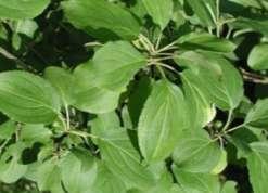 Buckthorn Native to Europe Forms