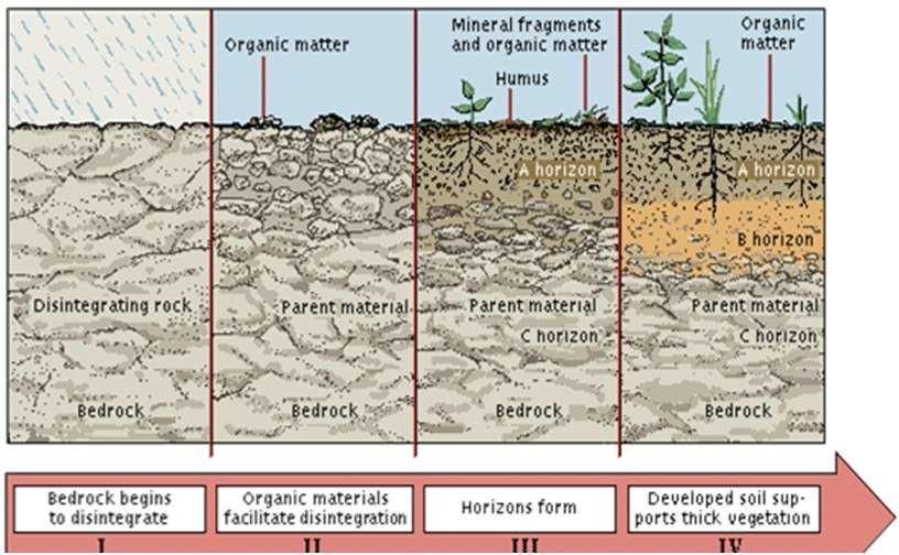 Formation of Soil Soil is generally formed by disintegration and decomposition (weathering) of rocks through