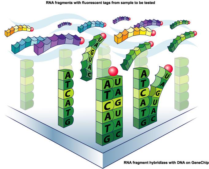 DNA Microarrays Clustering of Gene Expression Each