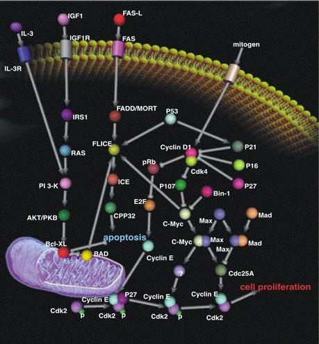 Biological Interac3on Networks Many types: Protein