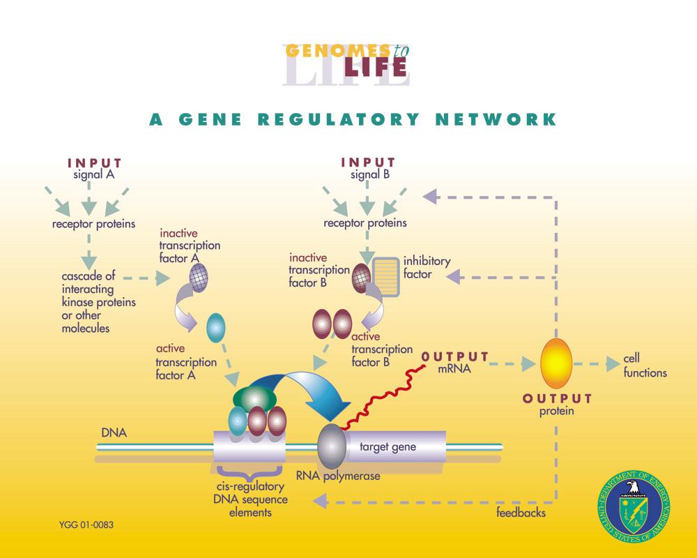 Protein protein (signaling) RNA RNA (regulatory)