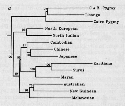 Evolu3onary Tree of Humans: (microsatellites)