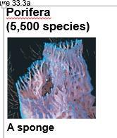 tissues Animals in the phylum Porifera are