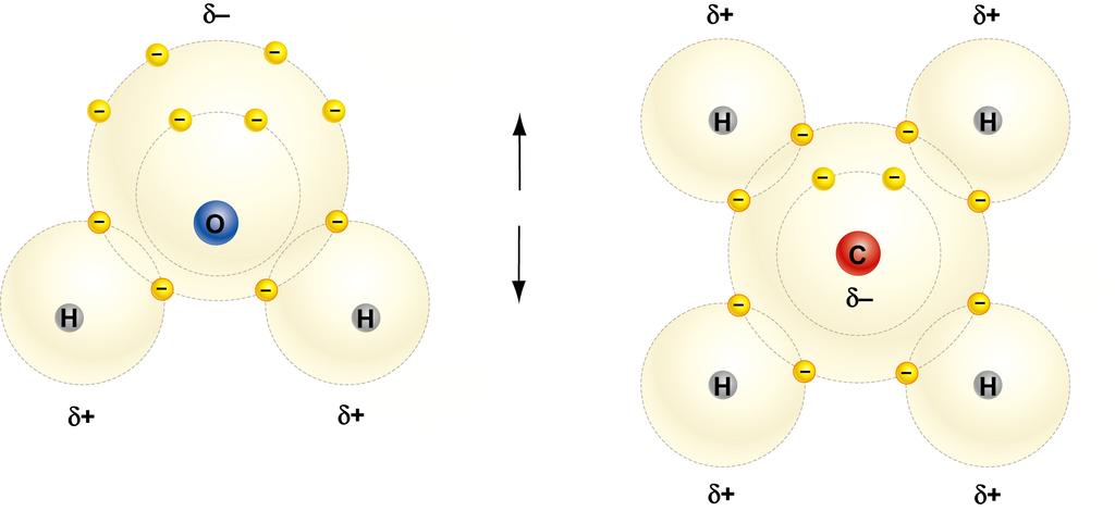 13 Covalent Bonds electronegativity Atoms of different elements differ in their power to attract electrons Through electronegativity, a molecule can take on a polarity a difference in electrical