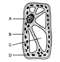 1) The nucleus stores the coded instructions for making the cell s proteins. 2) The nucleus usually contains a nucleolus region which is where ribosome assembly begins.