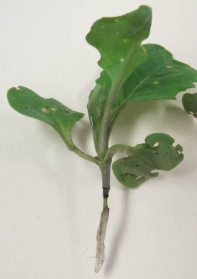 3. Flea Beetles (Chrysomelidae: Phyllotreta species) A reminder that the Action Threshold for flea beetles on canola remains 25% of cotyledon leaf area consumed.