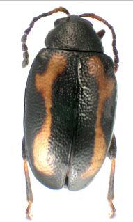 during emergence and until the true leaves begin to grow. AAFC: Otani AAFC: Otani Figure B: Striped flea beetle (Phyllotreta striolata) measuring ~2.5mm long. Figure A: Flea beetle feeding on B.