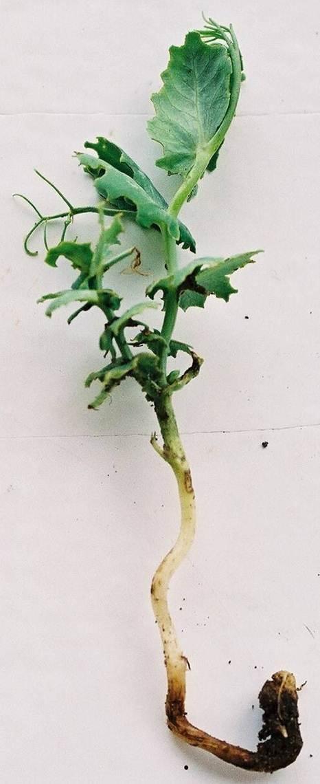 6. Pea Leaf Weevil (Sitona lineatus) Field scouting and damage assessments began in southern Alberta this past week.