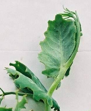 Dosdall (U of A): U of A: Dosdall U of A: Dosdall Figure B: Weevil feeding notches along perimeter of pea leaves (Photo: L. Dosdall).