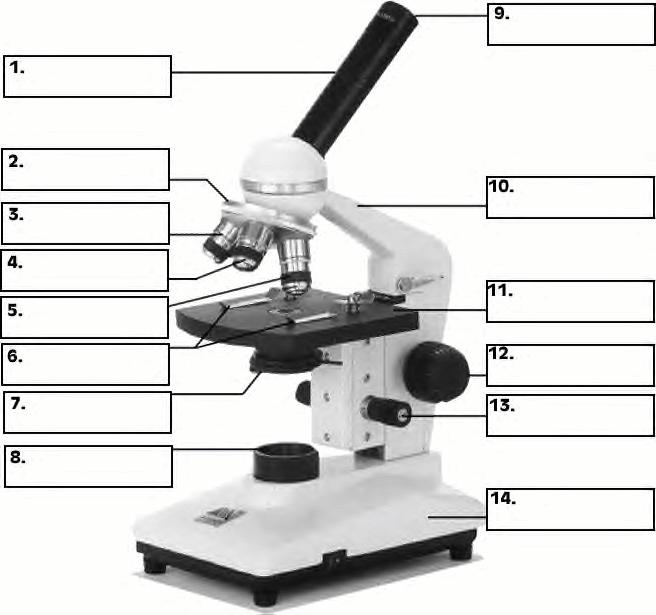 Discuss Figure 8.5 p. 160 Use the following diagram to label the parts of a compound microscope.