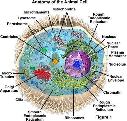 unit of life; the building block of all living organisms from the Latin word cella, meaning small room Tissue cells combined to perform a specific task or function Organ two or more tissues combined