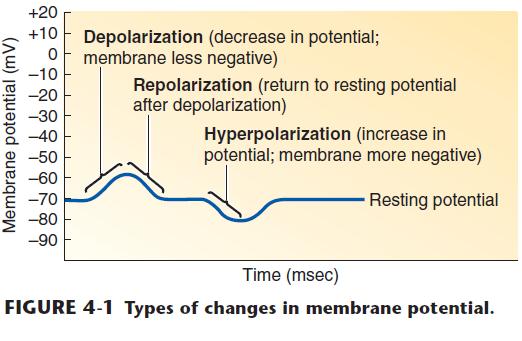 Polarization: Any time the value of the membrane potential is other than 0 mv, in either the positive or negative direction, the membrane is in a state of polarization.