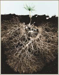 Ectomycorrhizal fungi (EMF) Types of