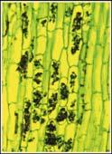 Types of fungal mutualism Arbuscular mycorrhizal