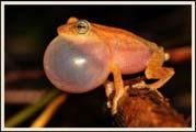 Amphibia (Autapomorphies) Buccal force breathing Skin is
