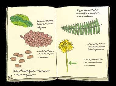 Check your progress Vocabulary 1 Listen and say angiosperm, gymnosperm, fern or moss. 2 Identify the drawings. Match the numbers to the words.