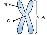 Guanine always bonds with Cytosine. Chromosomes are rod-shaped or threadlike structures made of tightly coiled DNA typically containing thousands of genes that hold hereditary information.