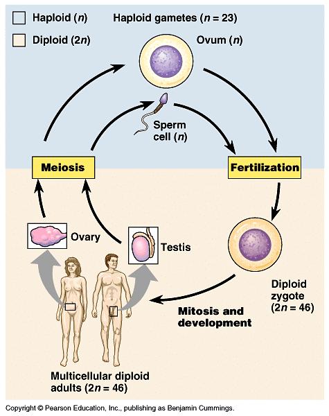 B. The Role of Meiosis in Sexual Life Cycles A LIFE CYCLE is the generation-to-generation sequence of stages in the reproductive history of an organism.