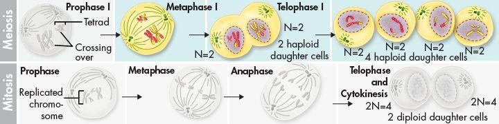 Phases of Meiosis What events occur during each phase of meiosis? As the cells enter prophase II, their chromosomes each consisting of two chromatids become visible.
