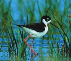 FIGURE 16 6 Acquired Characteristics? According to Lamarck, this black-necked stilt s long legs were the result of the bird s innate tendency toward perfection.