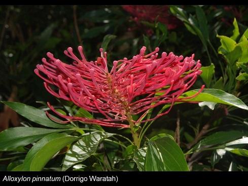 Examples of Embothriinae (Proteaceae) include the Waratahs, Telopea speciosissima (Sydney Waratah) and Alloxylon pinnatum (Dorrigo Waratah) in Australia.