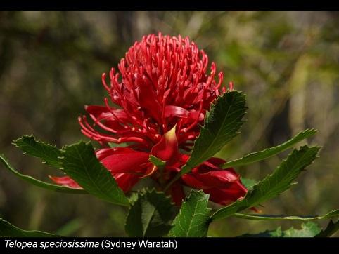 The Gondwanan hypothesis is tested by asking: can the present distribution of Proteaceae be explained by vicariance caused by the break- up of Gondwana, Africa,
