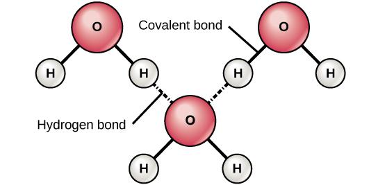 OpenStax-CNX module: m57963 11 Figure 6: Hydrogen bonds form between slightly positive (δ+) and slightly negative (δ) charges of polar covalent molecules, such as water.