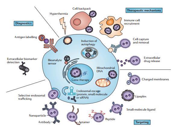 Treating metastatic cancer with nanotechnology, Nature Reviews