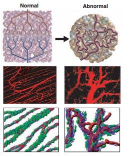 Nanoparticle size Factors to consider: Biological uptake Clearance pathways Nanotoxicity Jain et al.