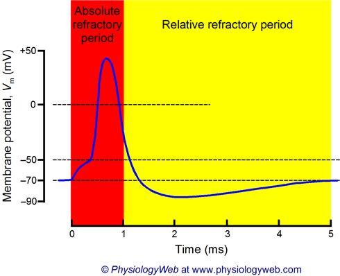 Absolute and Relative Refractory Periods Action