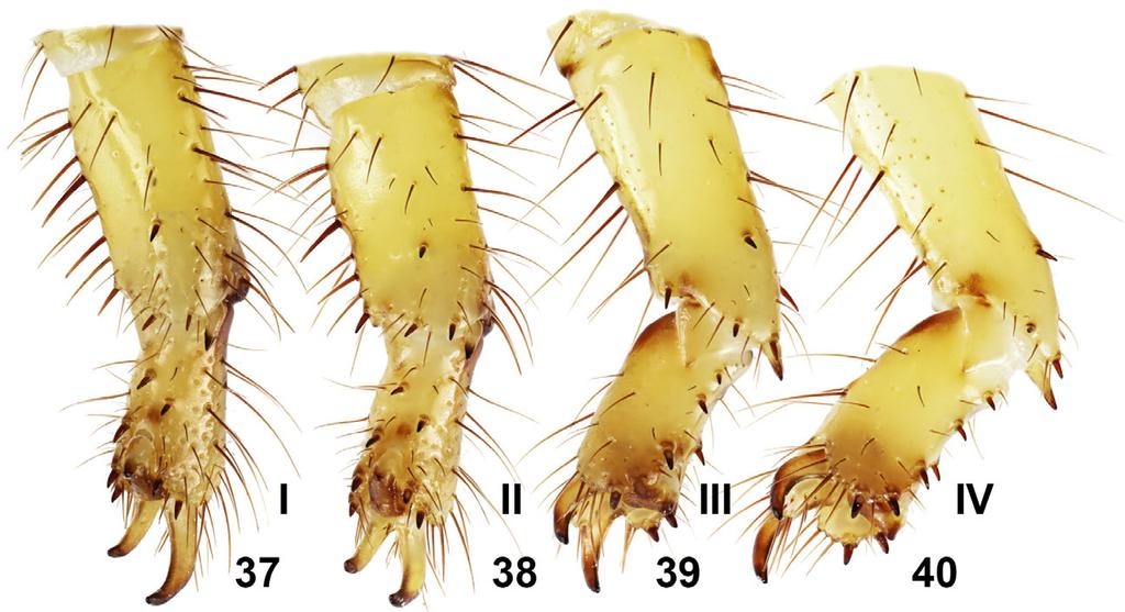Kovařík et al.: Review of Pandinops 9 Figures 37 40: Pandinops pugilator from locality No. 17SR, female, tarsomeres I and II of left legs I IV, retrolateral aspects. P. platycheles P.