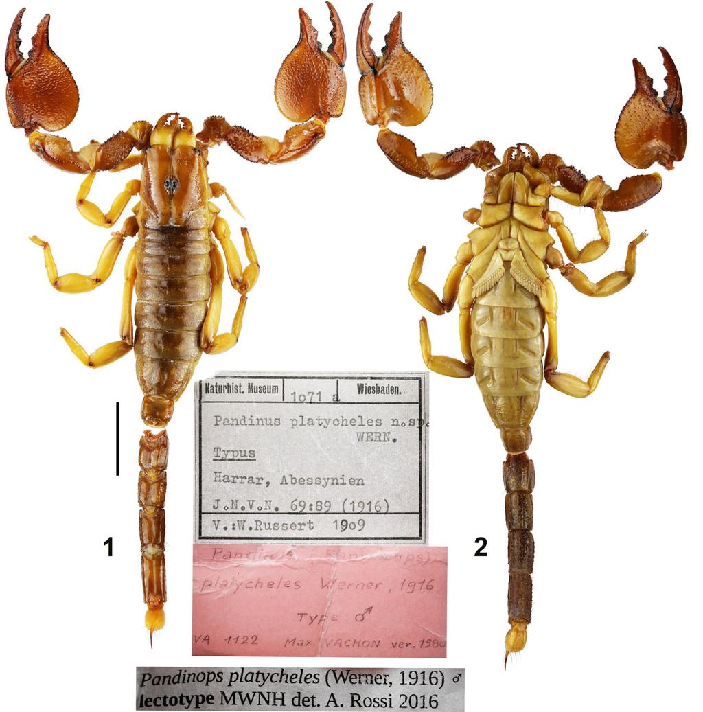 2 Euscorpius 2017, No. 254 Figures 1 2: Pandinops platycheles, male holotype in dorsal (1) and ventral (2) aspects. In the plate there are also original labels. Scale bar: 10 mm. TYPE SPECIES.