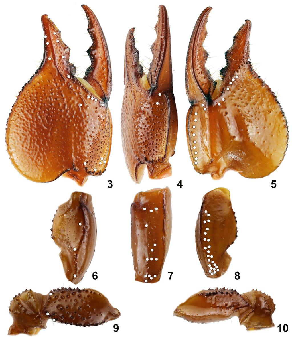 Kovařík et al.: Review of Pandinops 3 Figures 3 10: Pandinops platycheles, male holotype, pedipalp segments. Chela dorsoexternal (3), ventroexternal (4) and ventrointernal (5).