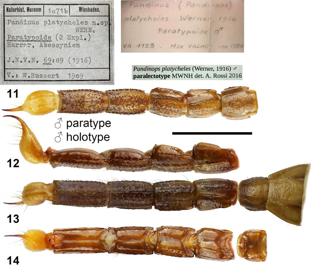 4 Euscorpius 2017, No. 254 Figures 11 14: Pandinops platycheles. Figure 11. Male paratype, metasoma and telson ventral and original labels. Figures 12 14.