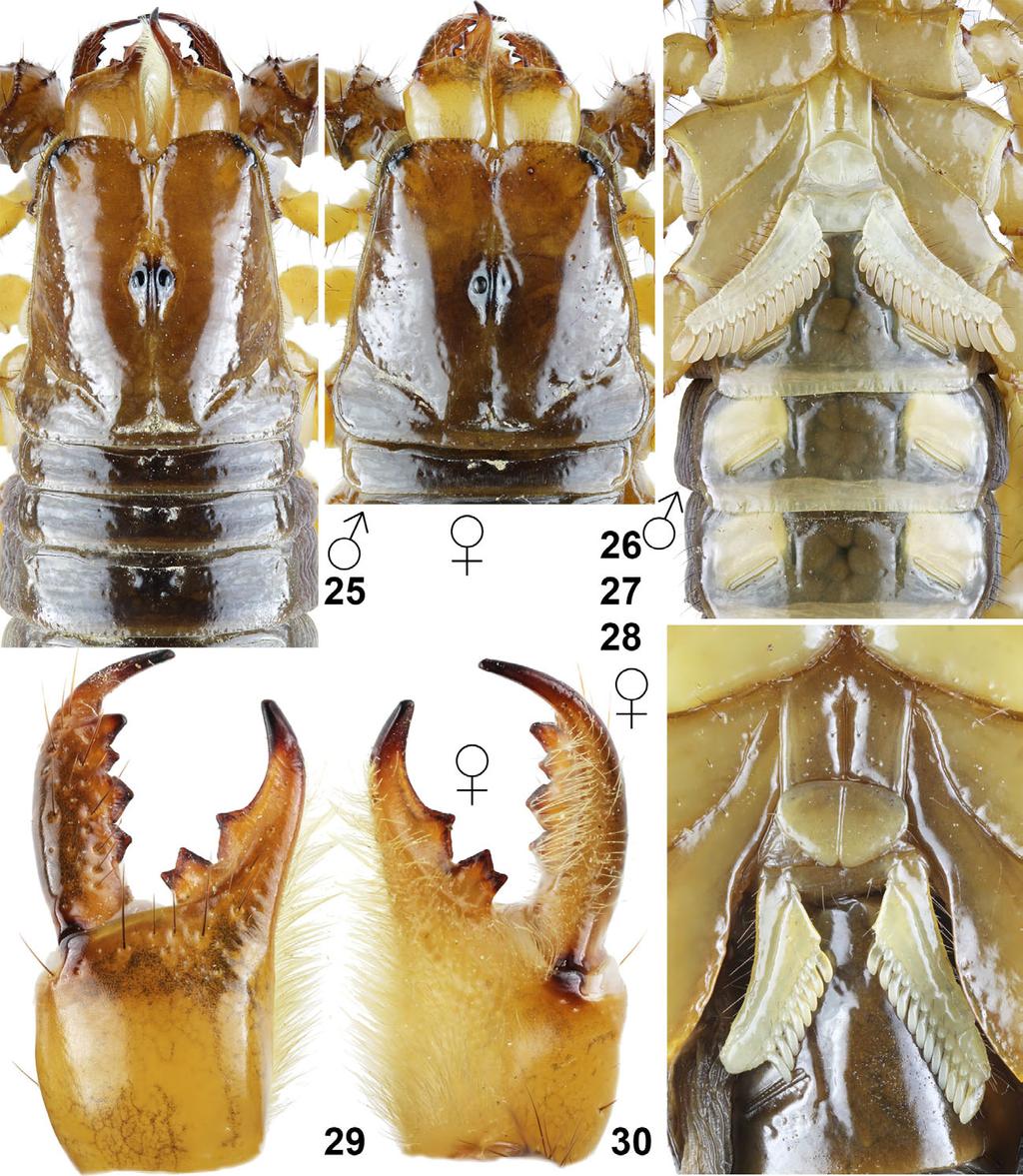 Kovařík et al.: Review of Pandinops 7 Figures 25 30: Pandinops pugilator from locality No. 17SR. Figures 25, 27. Male, carapace and tergites I III (25) and coxosternal area and sternites III V (27).