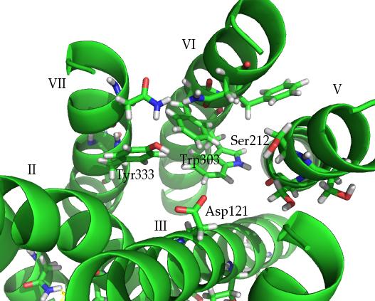 25 Figure 2.2: The top structure by interhelical energy shows most key residues for agonist binding oriented towards the binding pocket. Asp121 3.