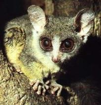 instead of nails Some w/ acute sense of smell Two types: Lorises