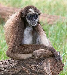 Anthropoids: monkeys &