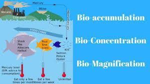 Mercury Bioaccumulation Mercury is a poisonous substance that can affect the functioning of body systems. Mercury levels in water have fluctuated in the past years.