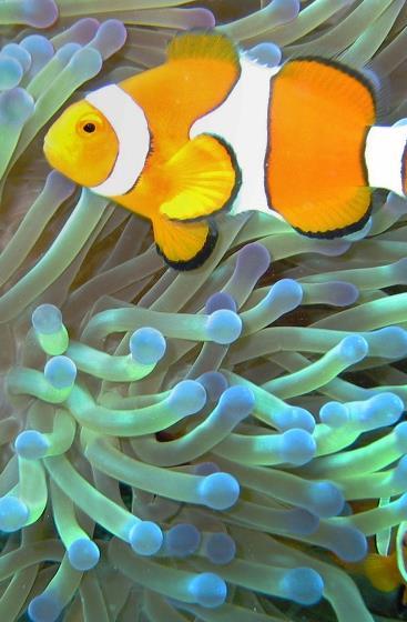 The clownfish feeds on small invertebrates that otherwise have potential to harm the sea anemone, and the fecal matter from the clownfish provides nutrients to the sea anemone.