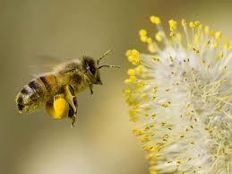 we need Bees? Bees are an ideal Pollinator!