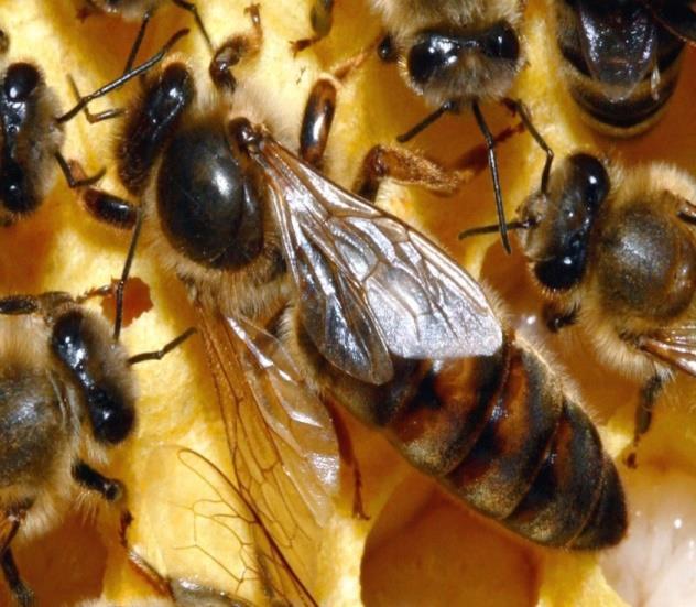 The Queen Bee: The queen is the only mature female in the colony.