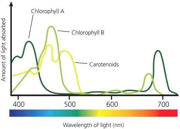04. Emerson Effect and Red Drop Emerson (1957) reported that when a monochromatic beam of wavelength more then 680 nm is used, the rate of photosynthesis is reduced.