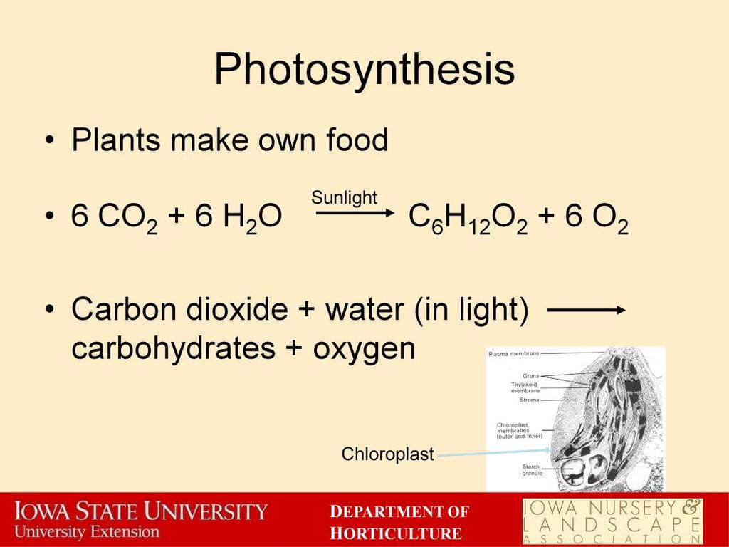 Photosynthesis is the plant process that enables plants to produce their own food. Plants take carbon dioxide and water and processes them into carbohydrates and oxygen.