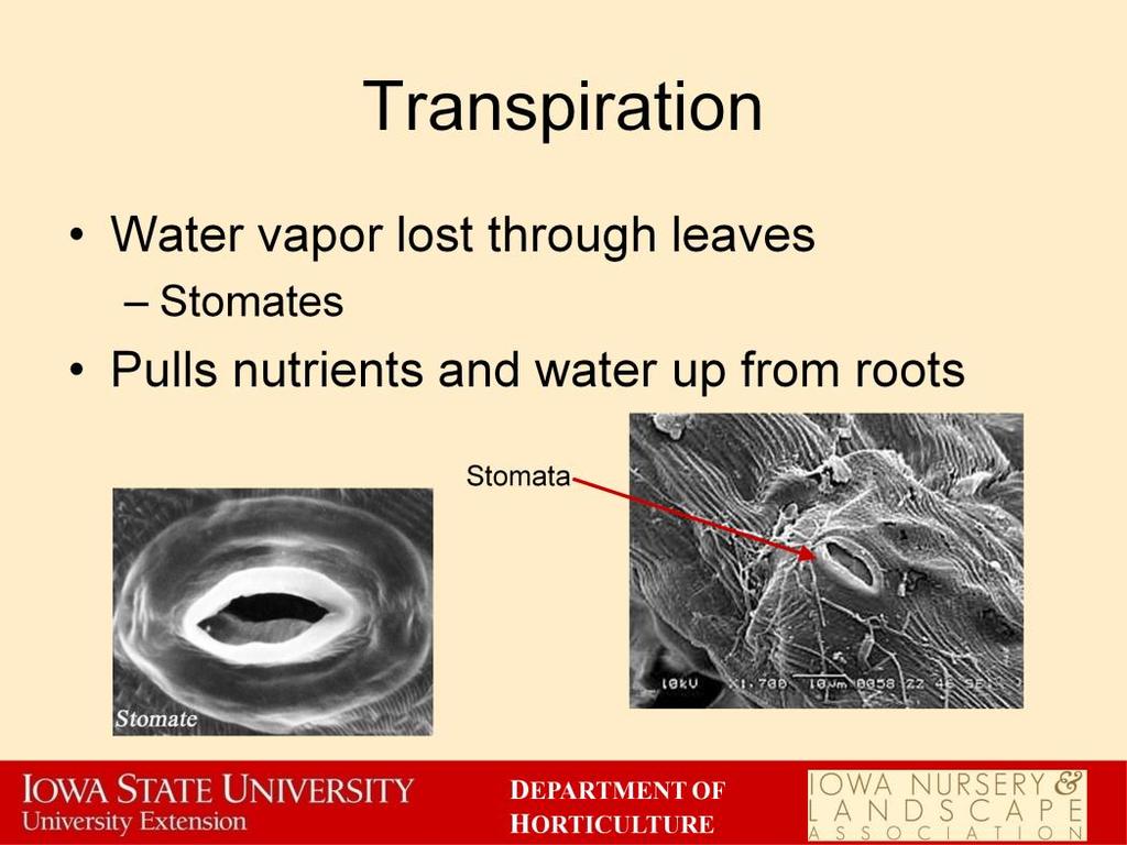 When plants are transpiring, they are loosing water vapor through the stomates in the leaves. Stomates are special leaf cells that can open and close to let water vapor out.