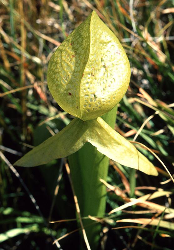 OpenStax-CNX module: m47408 10 Figure 7: A California Pitcher Plant has specialized leaves to trap insects.